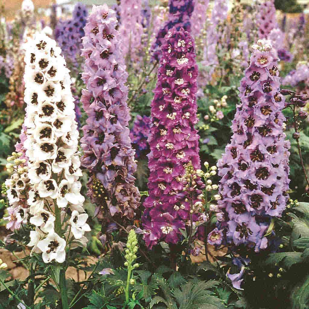 Delphinium Pacific Giant - McKenzie Seeds - Image 4