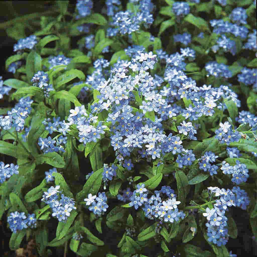 Forget-Me-Not Firmament - McKenzie Seeds - Image 3