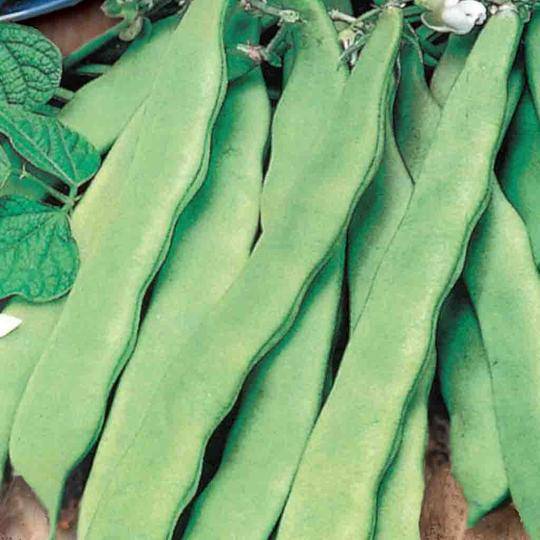 Bean Smeraldo Pole - McKenzie Seeds - Image 2