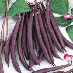Bean Trionfo Violetta Pole - McKenzie Seeds - Image 2