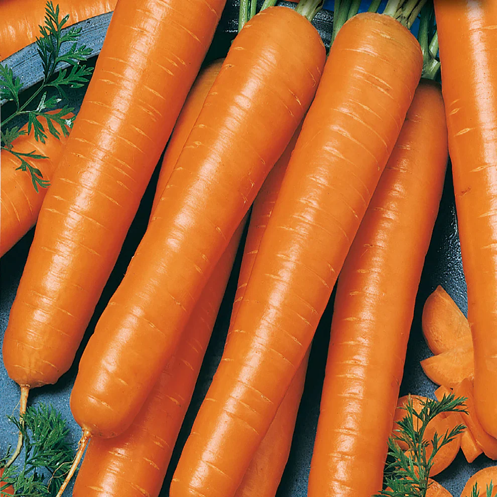 Carrot Gigante Flakkee - McKenzie Seeds - Image 3