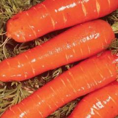 Carrot Gigante Flakkee - McKenzie Seeds - Image 4