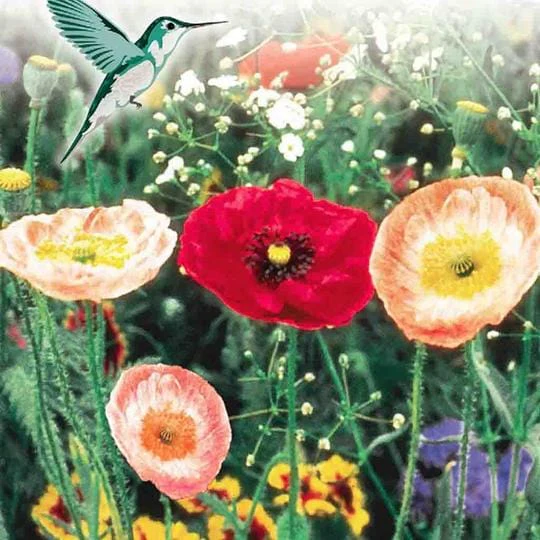 Hummingbird Garden Jumbo Pack - McKenzie Seeds - Image 3