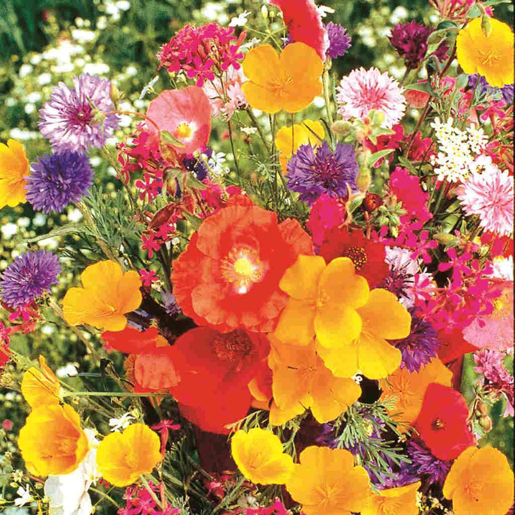 Flower Garden Old Fashioned Jumbo - McKenzie Seeds - Image 2