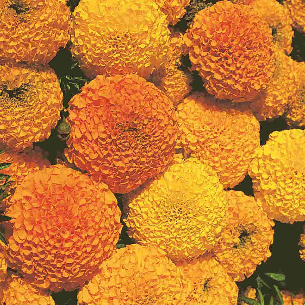 Marigold Crackerjack Jumbo Pack - McKenzie Seeds - Image 3