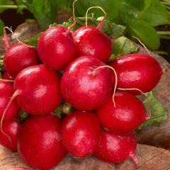 Radish Cherry Belle Jumbo Pack - McKenzie Seeds - Image 2