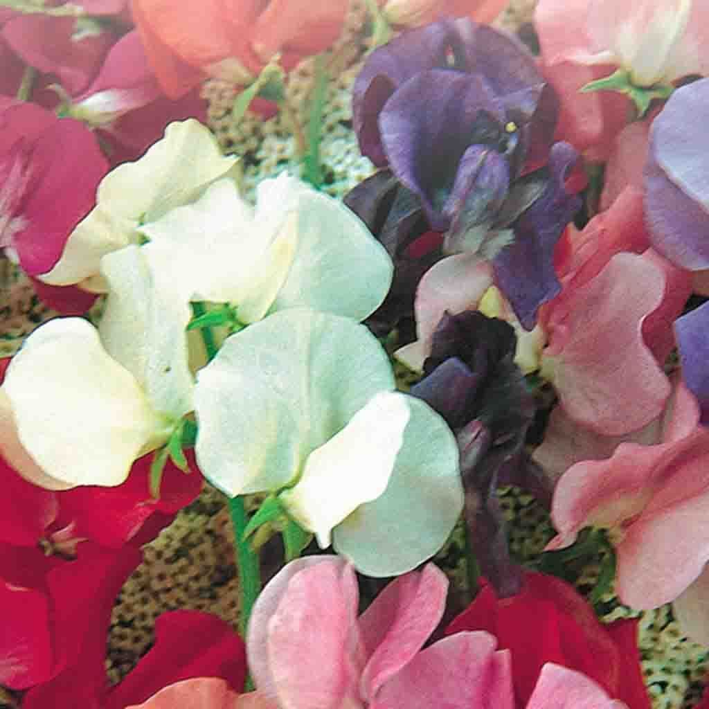 Sweet Pea Spencer Giant Mix Jumbo Pack - McKenzie Seeds - Image 2