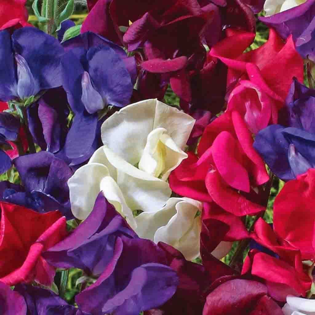 Sweet Pea Starry Night Mix Jumbo Pack - McKenzie Seeds - Image 3