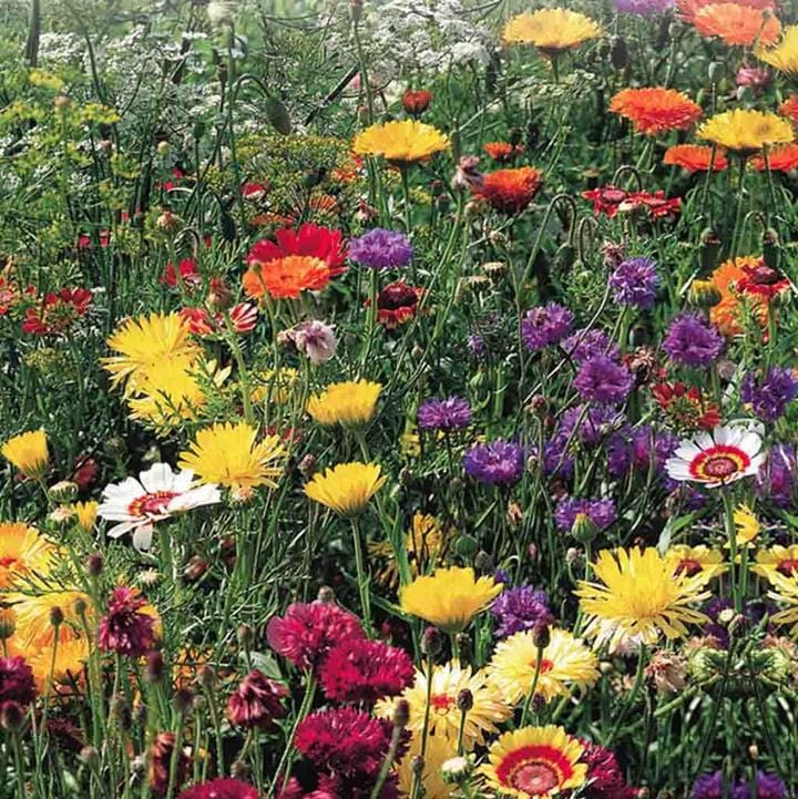 Wildflower All Purpose Mix Jumbo Pack - McKenzie Seeds - Image 2