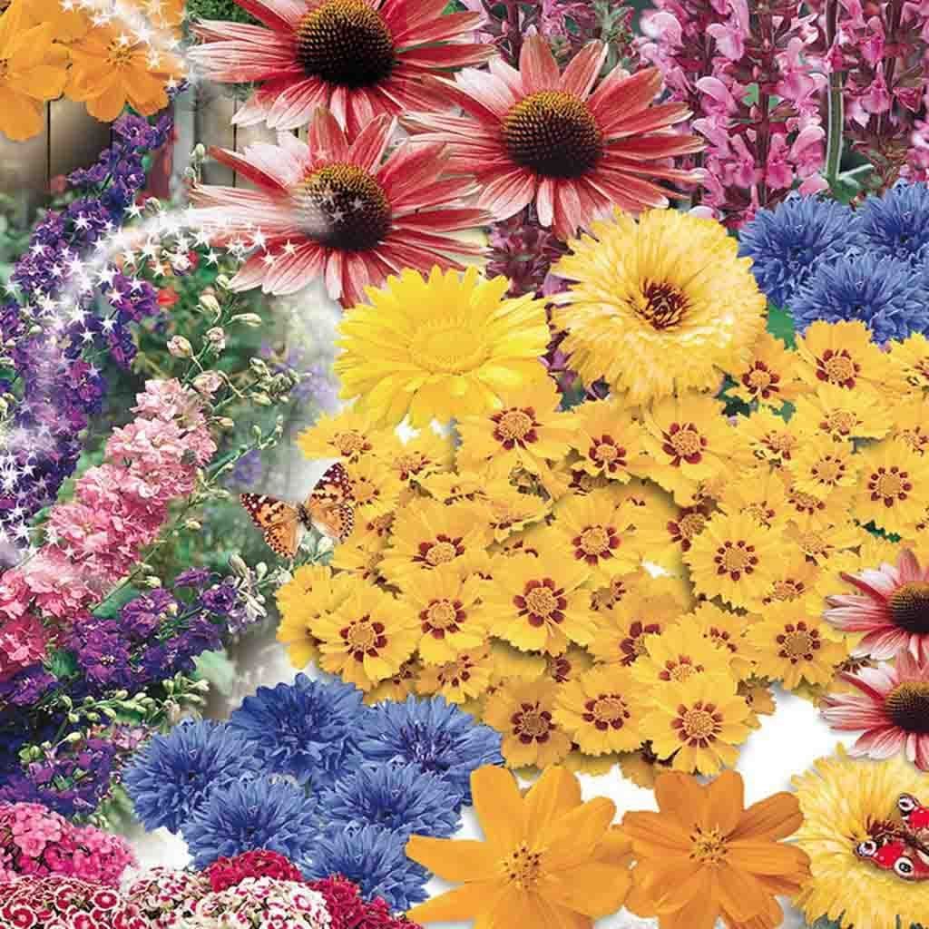 Wildflowers Butterfly Garden Jumbo Pack - McKenzie Seeds - Image 2