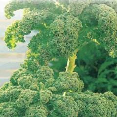 Kale Dwarf Green Curled - McKenzie Seeds - Image 2