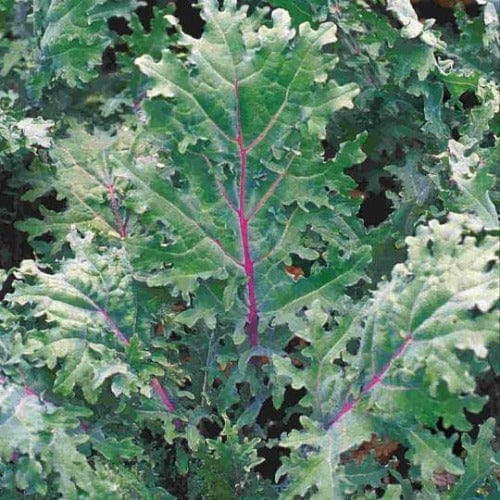 Kale Red Russian - McKenzie Seeds - Image 3