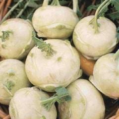 Kohlrabi Early White Vienna - McKenzie Seeds - Image 2