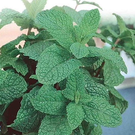 Lemon Balm - McKenzie Seeds - Image 3
