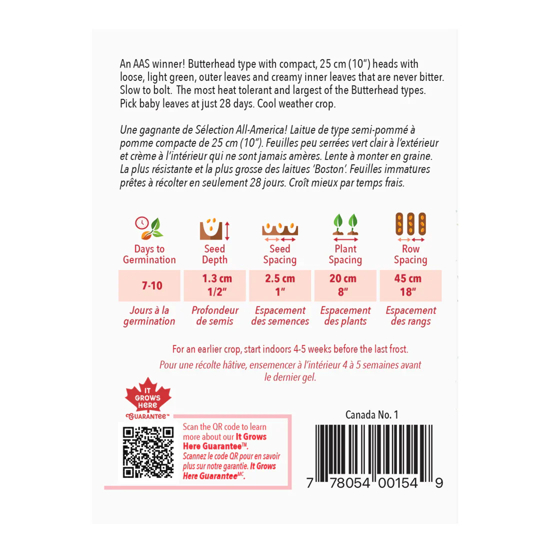 Lettuce Buttercrunch - McKenzie Seeds - Image 2