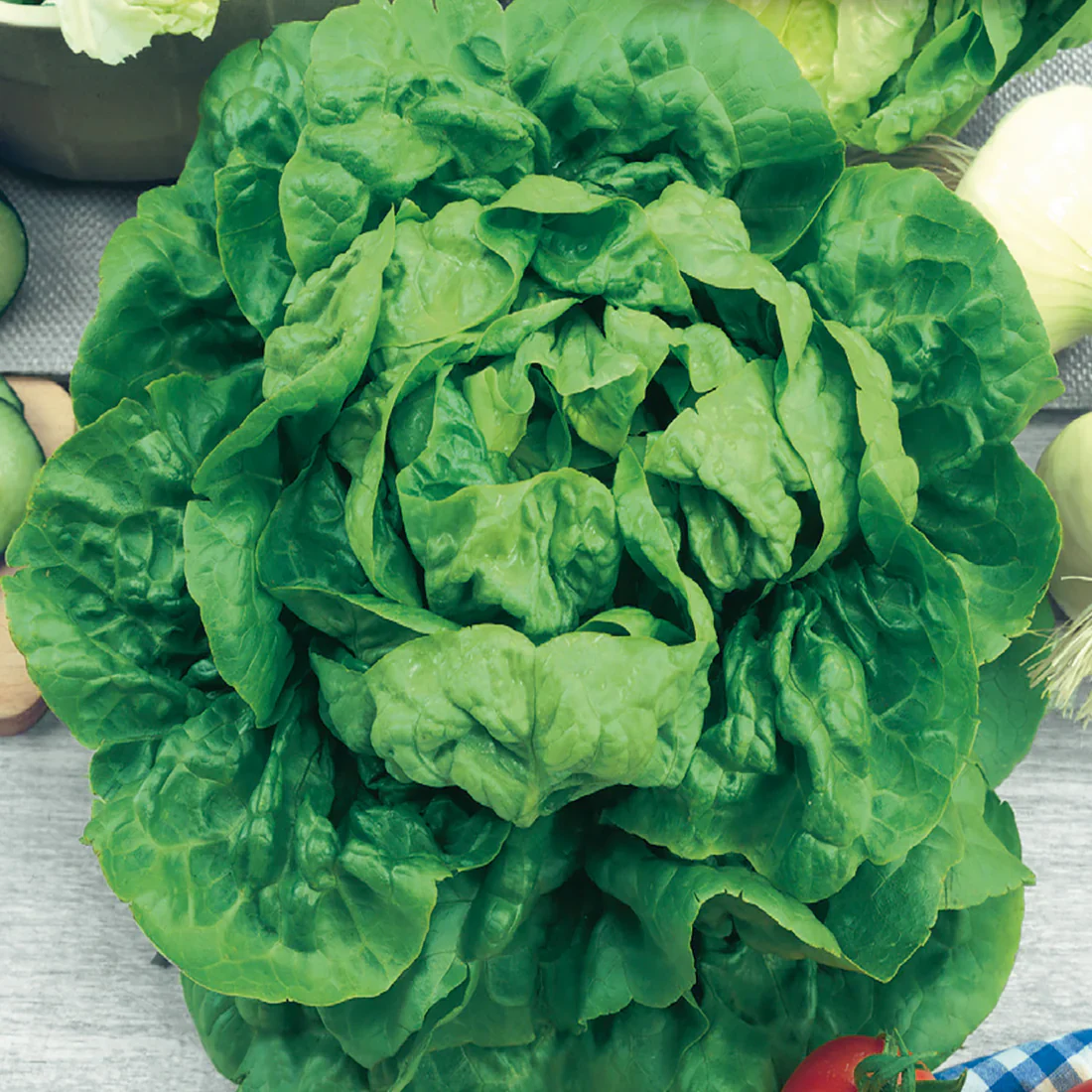 Lettuce Buttercrunch - McKenzie Seeds - Image 3