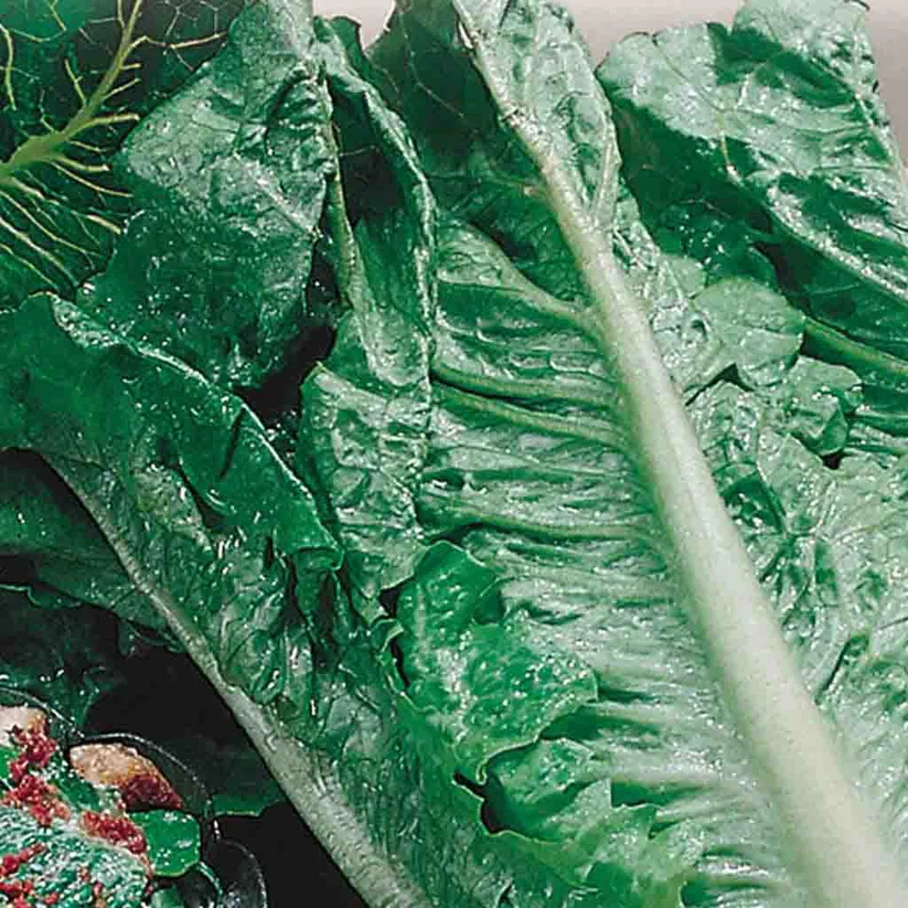 Lettuce Cos or Romaine - McKenzie Seeds - Image 2