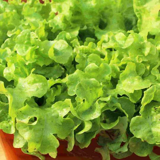 Lettuce Grand Rapids Jumbo Pack - McKenzie Seeds - Image 2