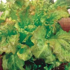 Lettuce Prizehead - McKenzie Seeds - Image 2