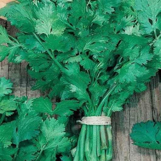 Cilantro Coriander La Reina Baja - McKenzie Seeds - Image 3