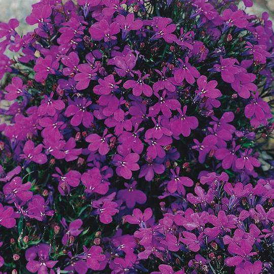 Lobelia Crystal Palace - McKenzie Seeds - Image 3