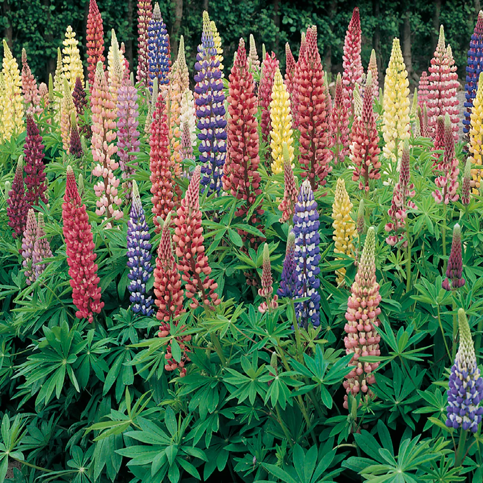 Lupins Russell’s Mix Hybrid - McKenzie Seeds - Image 3