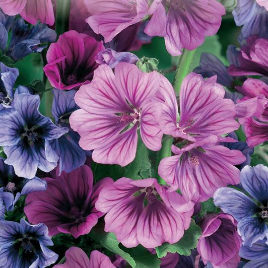 Malva Sylvestris Mystic Mixture - McKenzie Seeds - Image 3