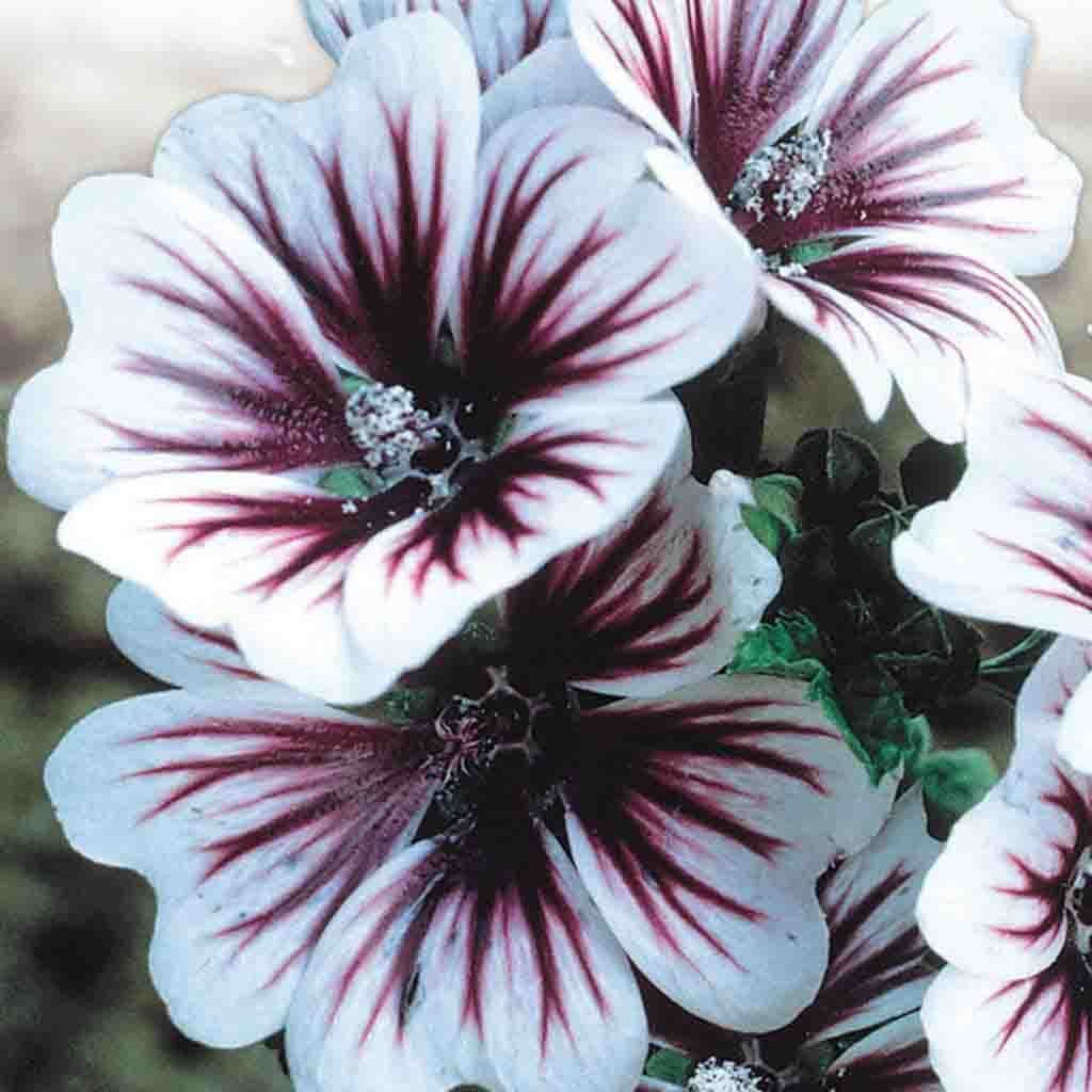 Malva Zebrina - McKenzie Seeds - Image 2