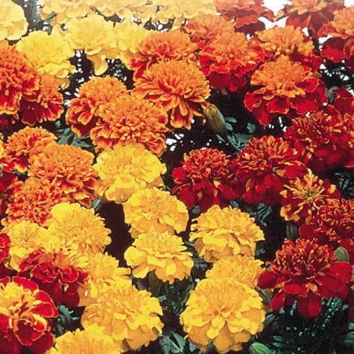 Marigold Hero Mix F1 Hybrid - McKenzie Seeds - Image 3