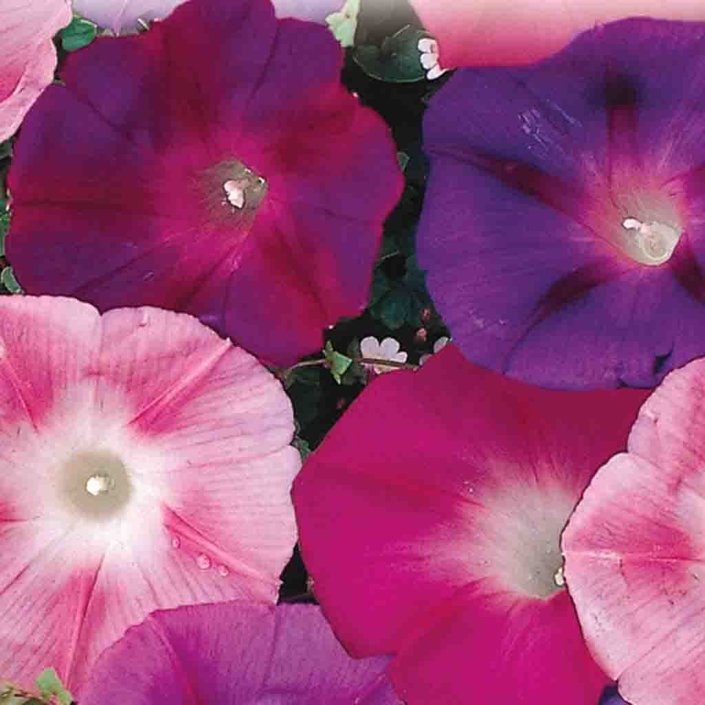 Morning Glory Early Call Mix - McKenzie Seeds - Image 2