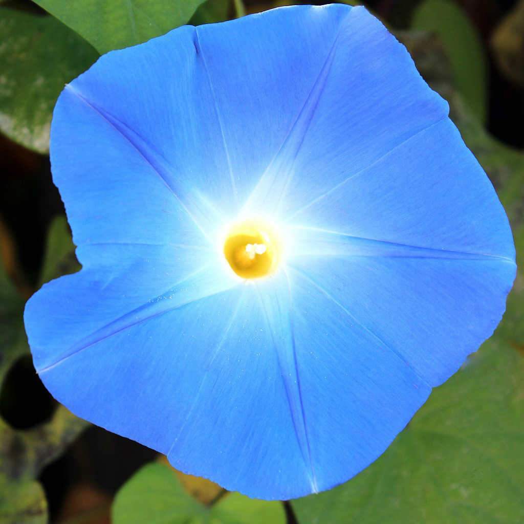 Morning Glory Heavenly Blue - McKenzie Seeds - Image 3