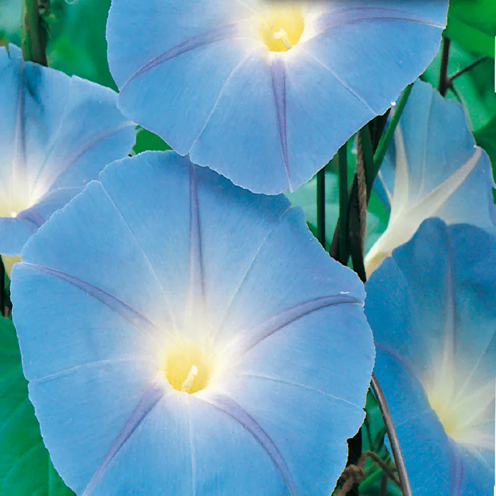 Morning Glory Heavenly Blue - McKenzie Seeds - Image 4