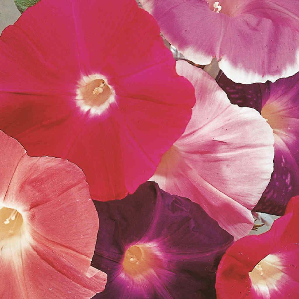 Morning Glory Mix - McKenzie Seeds - Image 2