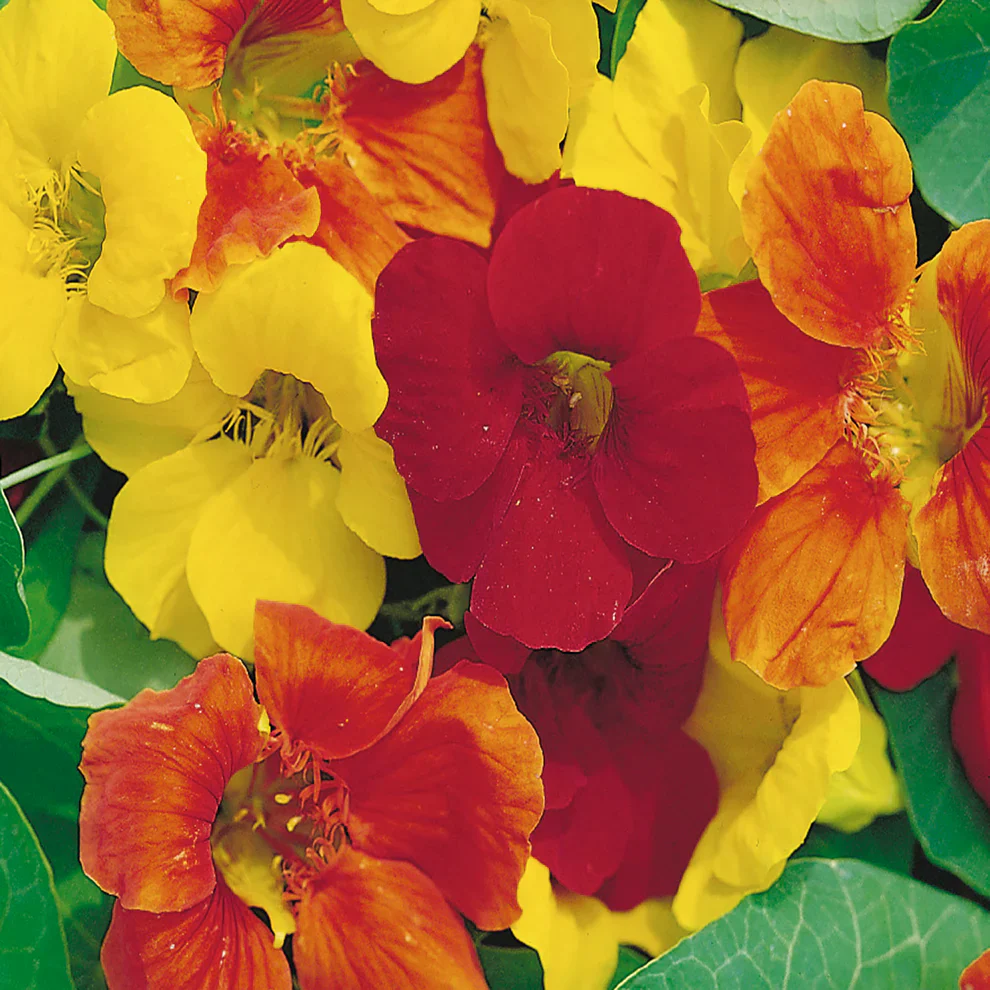 Nasturtium Jewel Mixed - McKenzie Seeds - Image 3