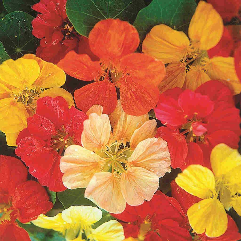 Nasturtium Jewel Mixed - McKenzie Seeds - Image 4