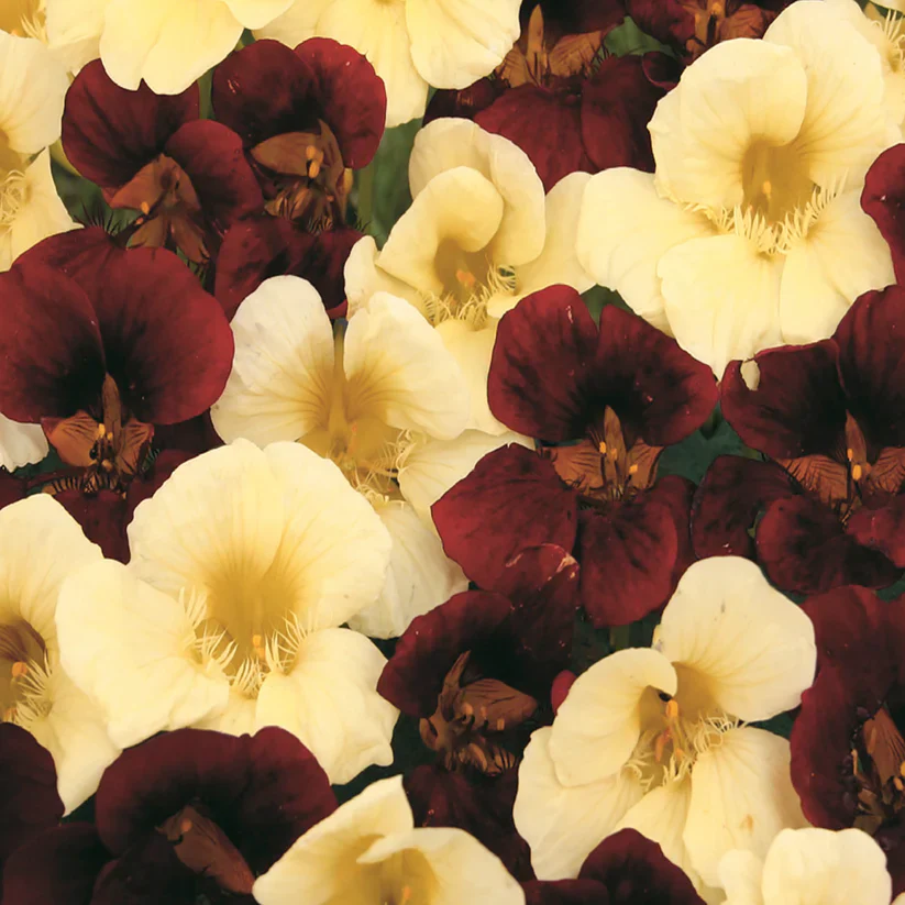Nasturtium Night & Day - McKenzie Seeds - Image 2