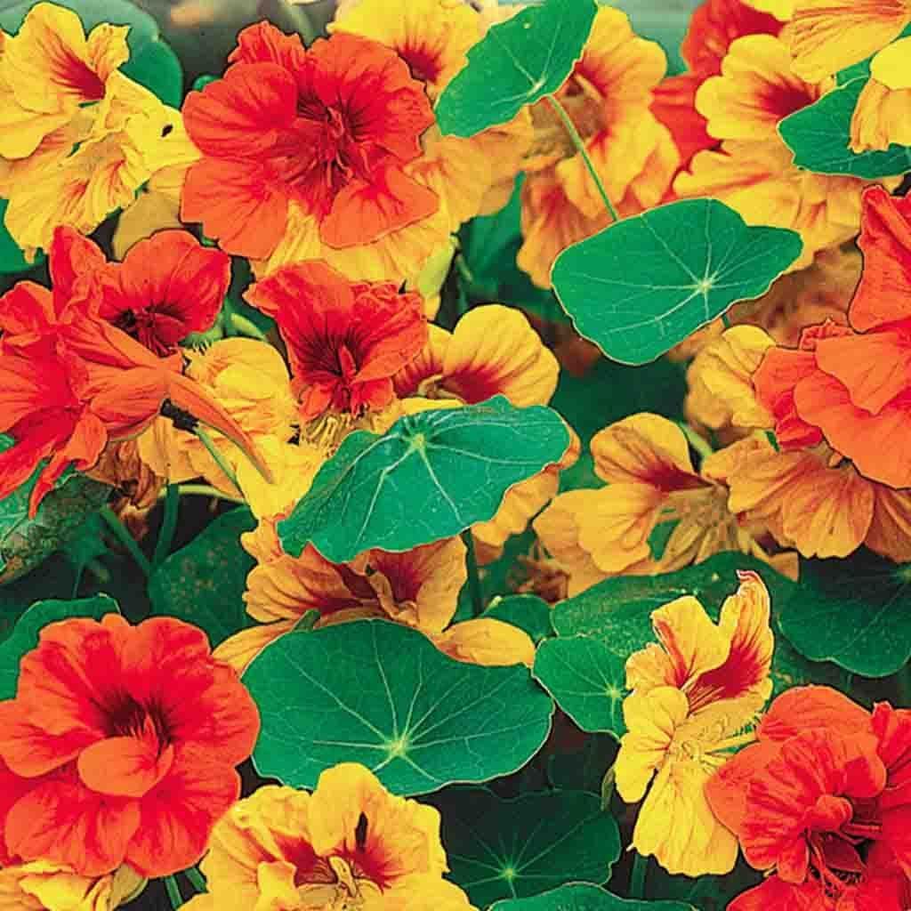 Nasturtium Tall Climbing Mix - McKenzie Seeds - Image 3