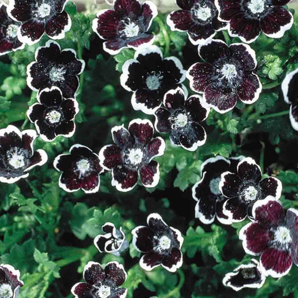 Nemophila Penny Black - McKenzie Seeds - Image 2