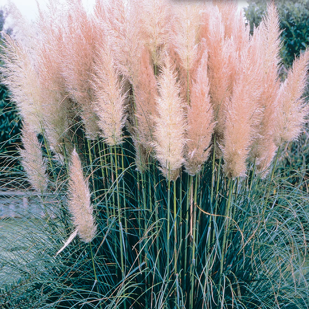 Pampas Grass Pink - McKenzie Seeds - Image 3