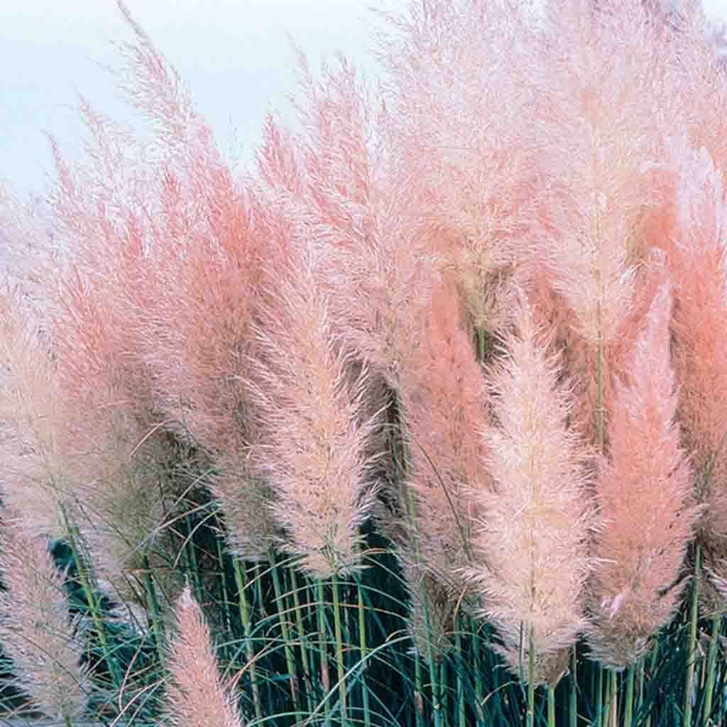 Pampas Grass Pink - McKenzie Seeds - Image 4