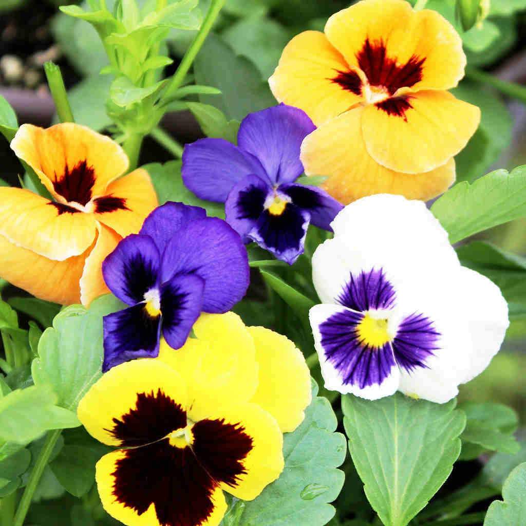 Pansy Show Swiss Giant - McKenzie Seeds - Image 3