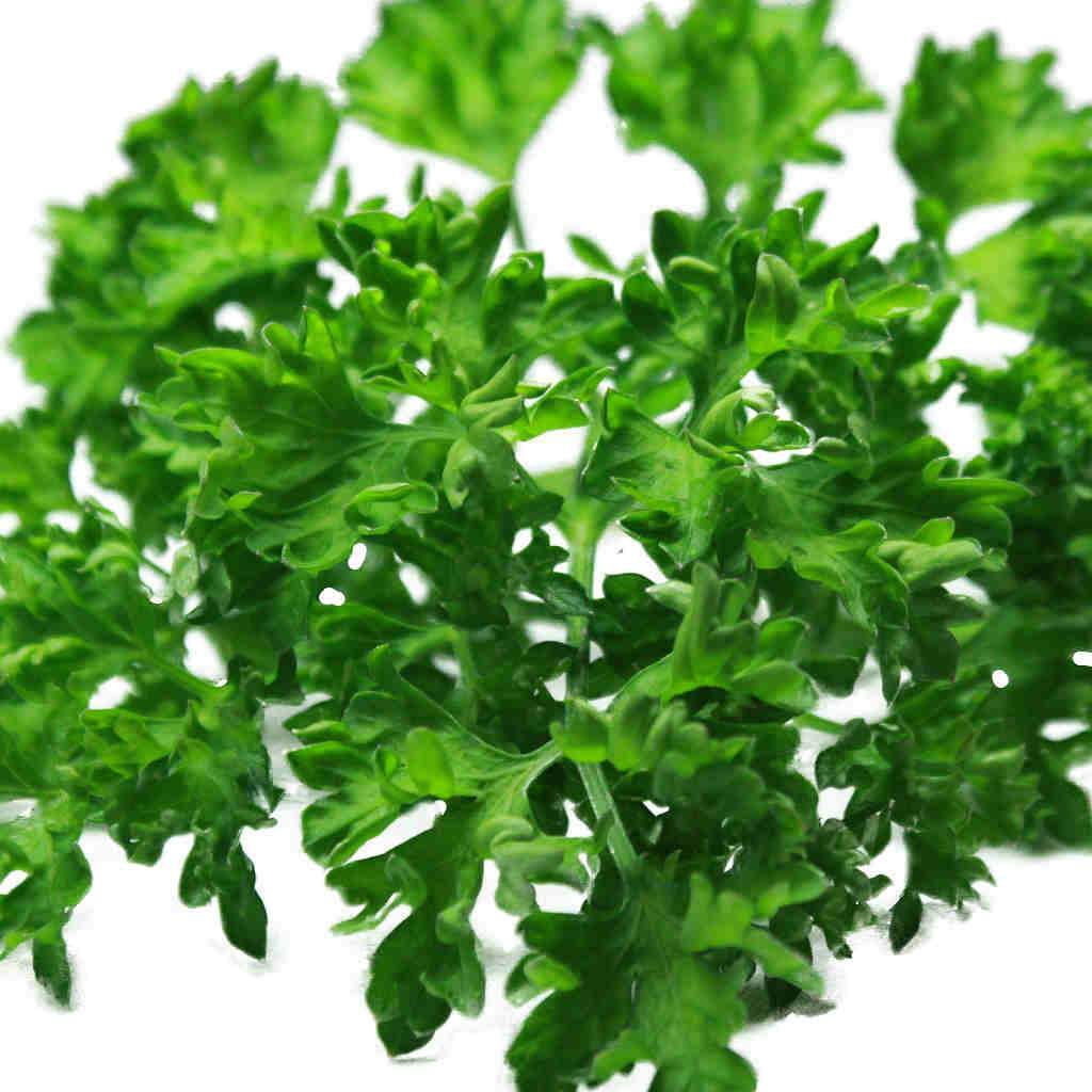 Parsley Champion Moss Curled - McKenzie Seeds - Image 2