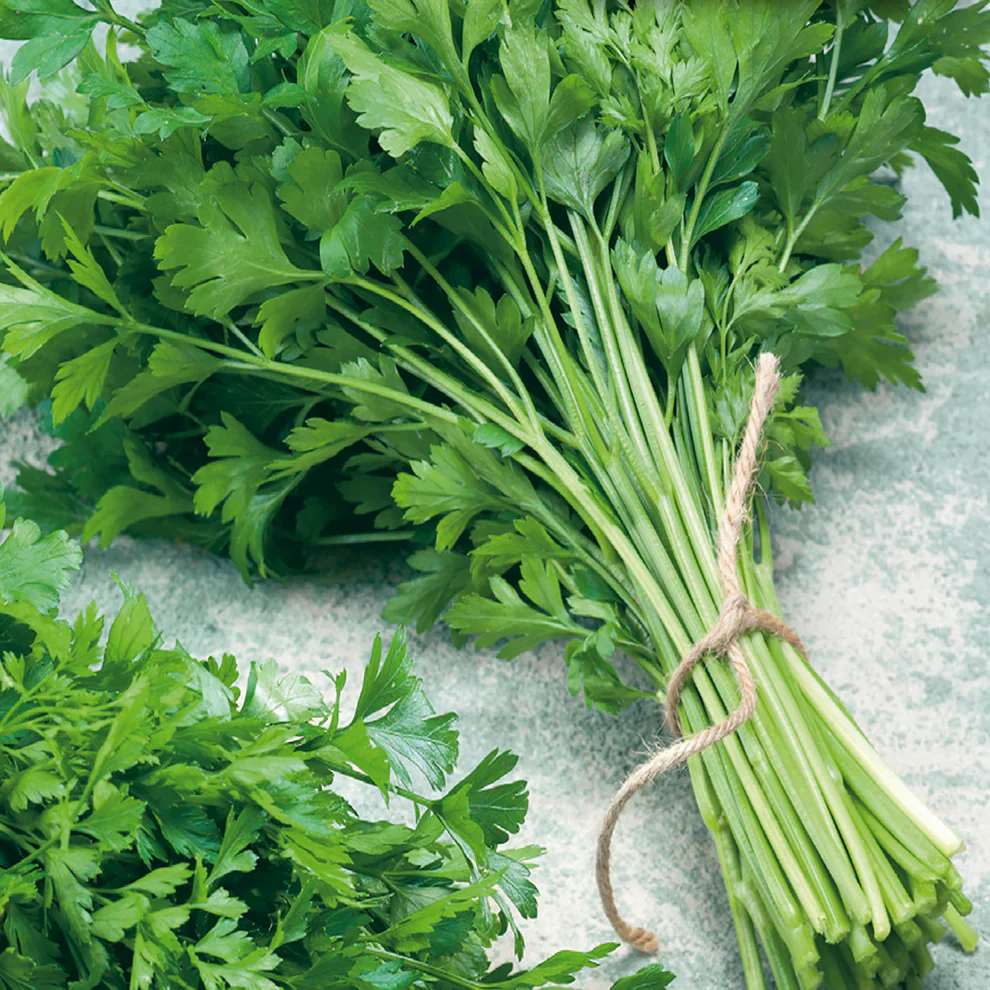 Parsley Single Hardy Italian - McKenzie Seeds - Image 3