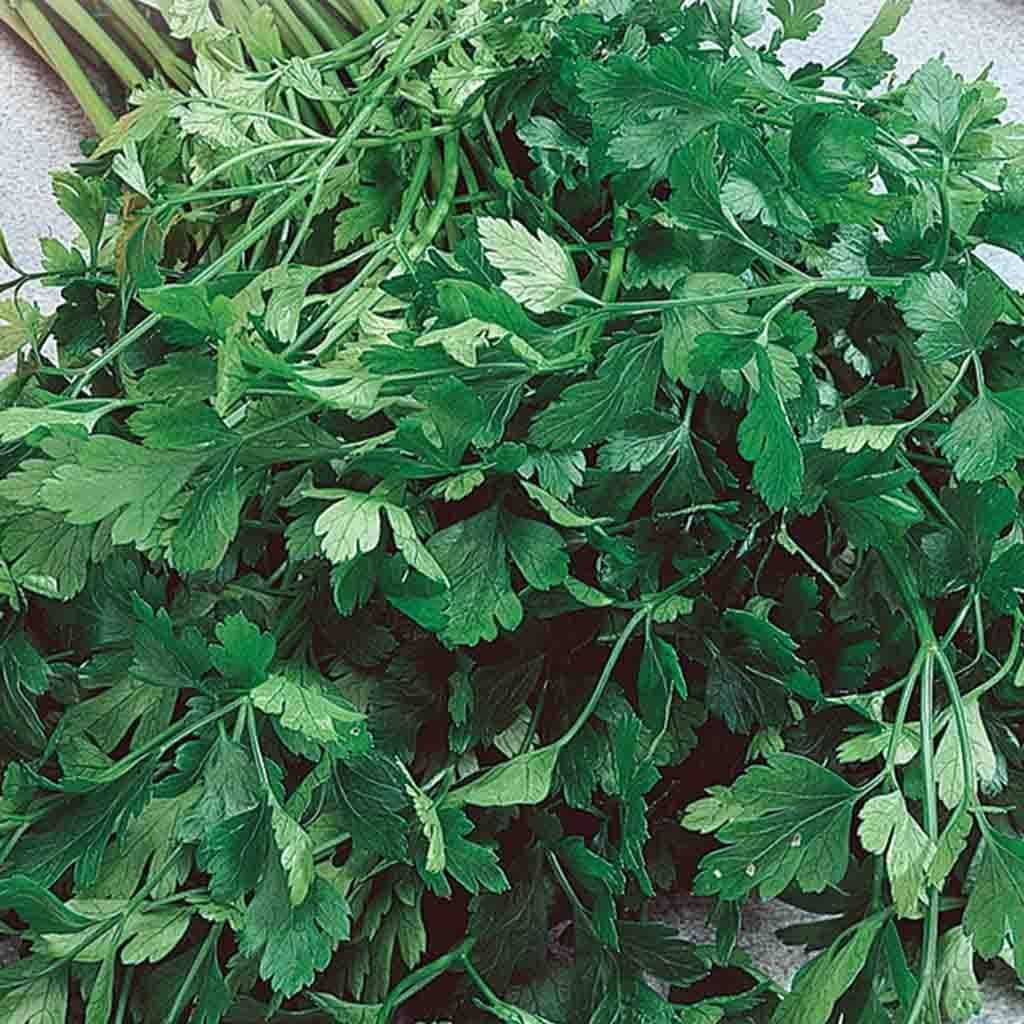 Parsley Single Hardy Italian - McKenzie Seeds - Image 4
