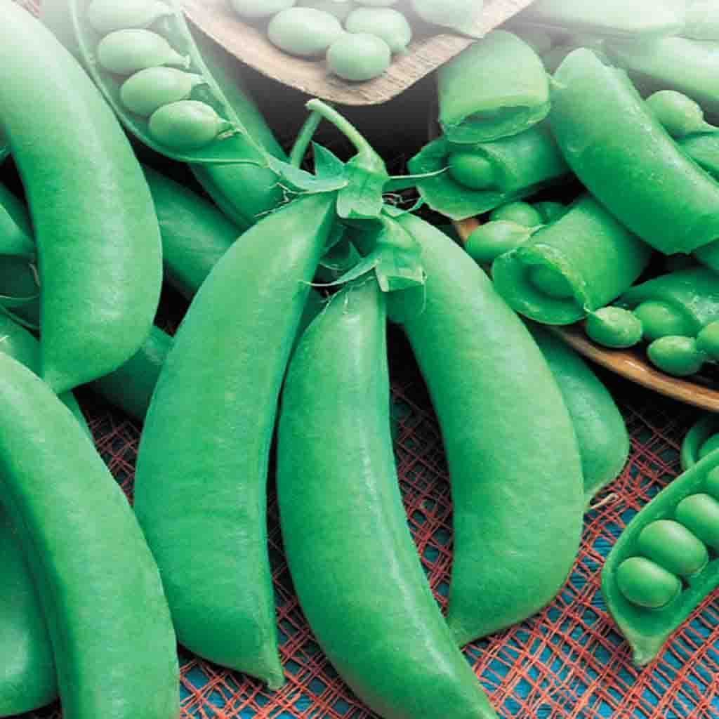Pea Cascadia (Sugar Snap) - McKenzie Seeds - Image 2