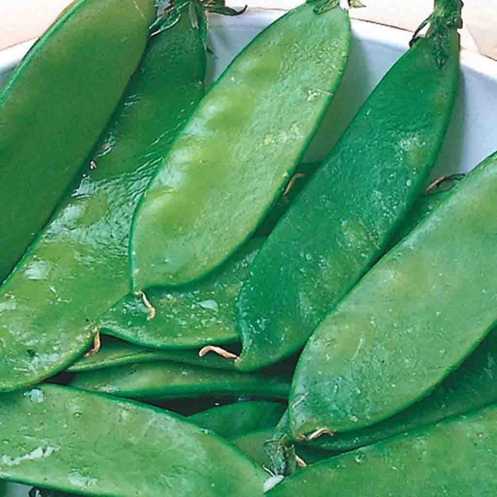 Pea Edible Podded Snow - McKenzie Seeds - Image 2
