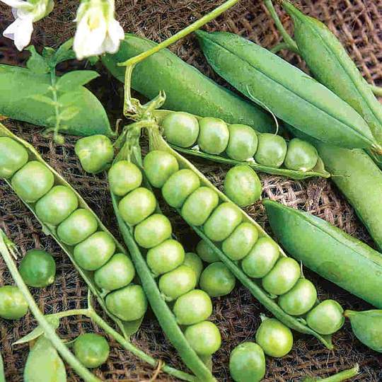 Pea Little Marvel - McKenzie Seeds - Image 3