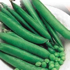 Pea Mr.Big - McKenzie Seeds - Image 3