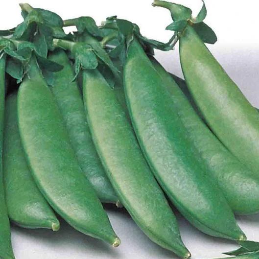 Pea Sugar Sprint (Edible Pod) - McKenzie Seeds - Image 3