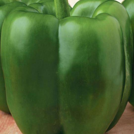 Pepper Early California Wonder - McKenzie Seeds - Image 3